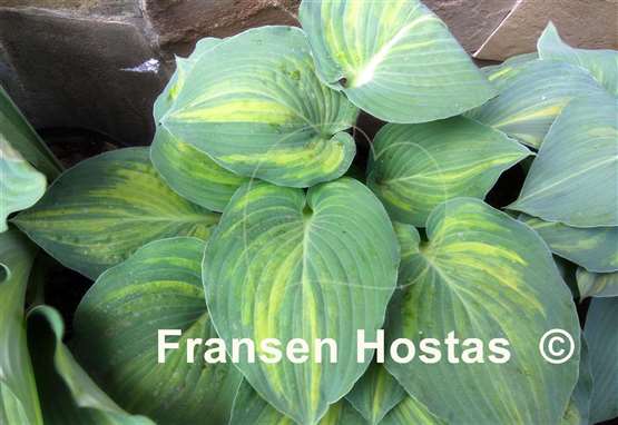 Hosta Special Blend